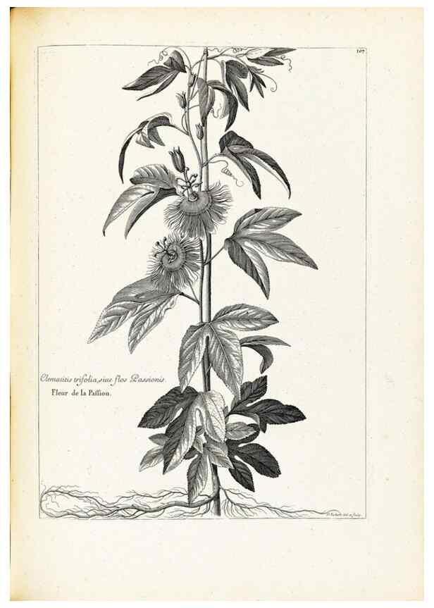 Reproducción/Reproduction 48583674111: [Recueil des plantes dessinées et gravées par ordre du roi Louis XIV].. Paris :Impr. royale,1786. 