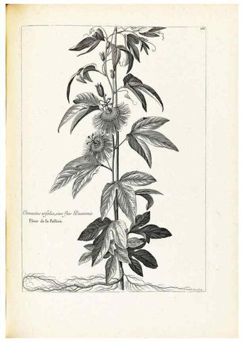 Reproducción/Reproduction 48583674111: [Recueil des plantes dessinées et gravées par ordre du roi Louis XIV].. Paris :Impr. royale,1786. 
