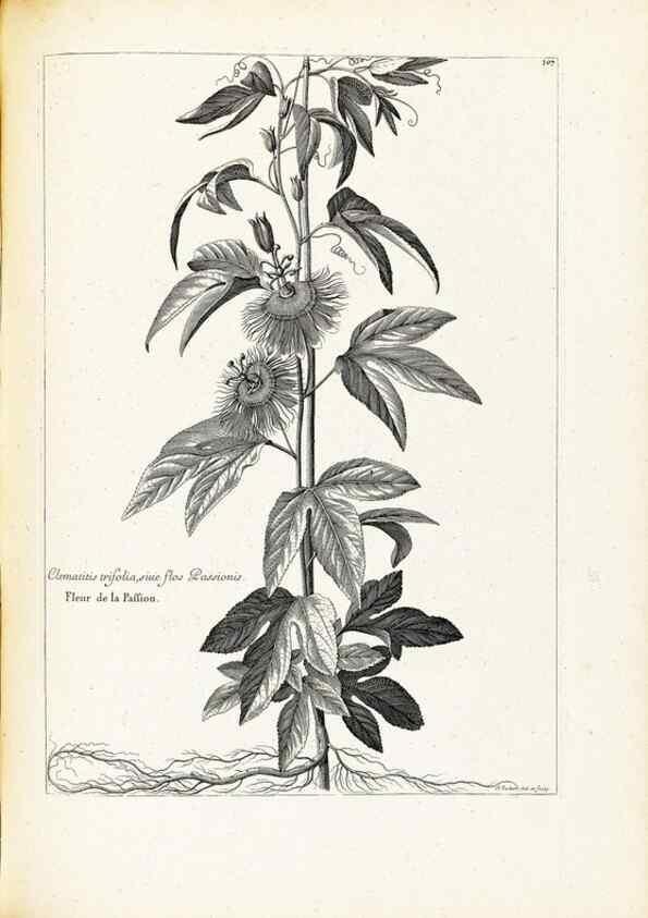 Reproducción/Reproduction 48583674111: [Recueil des plantes dessinées et gravées par ordre du roi Louis XIV].. Paris :Impr. royale,1786. 