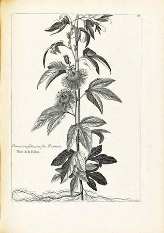 Reproducción/Reproduction 48583674111: [Recueil des plantes dessinées et gravées par ordre du roi Louis XIV].. Paris :Impr. royale,1786. 