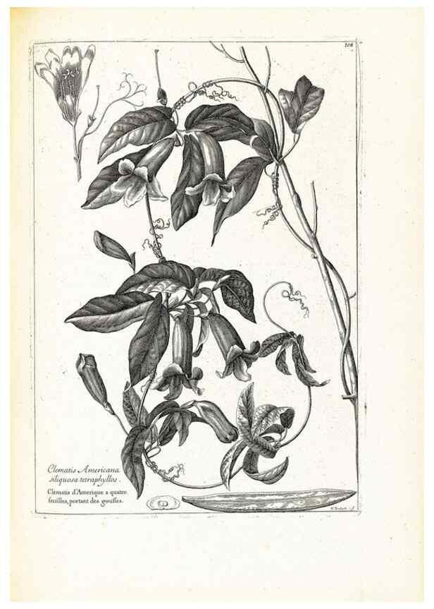 Reproducción/Reproduction 48583826897: [Recueil des plantes dessinées et gravées par ordre du roi Louis XIV].. Paris :Impr. royale,1786. 