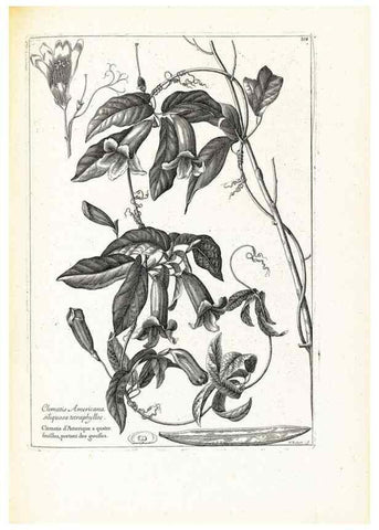 Reproducción/Reproduction 48583826897: [Recueil des plantes dessinées et gravées par ordre du roi Louis XIV].. Paris :Impr. royale,1786. 