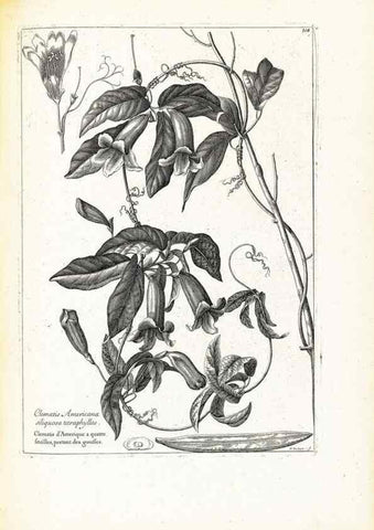 Reproducción/Reproduction 48583826897: [Recueil des plantes dessinées et gravées par ordre du roi Louis XIV].. Paris :Impr. royale,1786. 