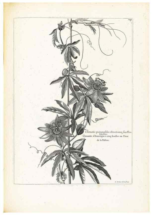Reproducción/Reproduction 48583675336: [Recueil des plantes dessinées et gravées par ordre du roi Louis XIV].. Paris :Impr. royale,1786. 