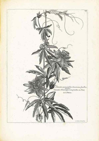 Reproducción/Reproduction 48583675336: [Recueil des plantes dessinées et gravées par ordre du roi Louis XIV].. Paris :Impr. royale,1786. 