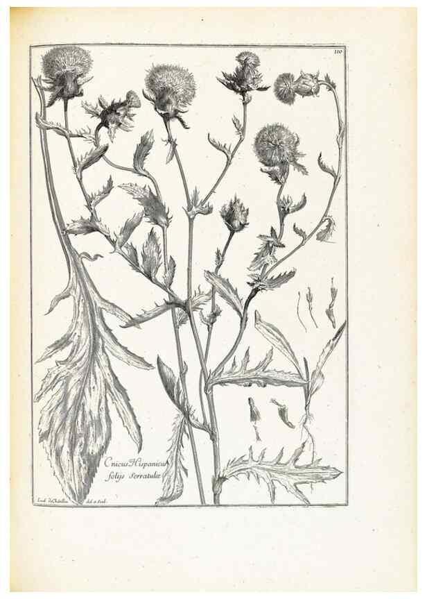 Reproducción/Reproduction 48583676081: [Recueil des plantes dessinées et gravées par ordre du roi Louis XIV].. Paris :Impr. royale,1786. 