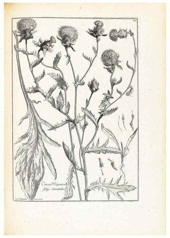 Reproducción/Reproduction 48583676081: [Recueil des plantes dessinées et gravées par ordre du roi Louis XIV].. Paris :Impr. royale,1786. 