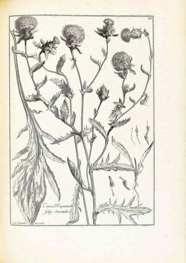 Reproducción/Reproduction 48583676081: [Recueil des plantes dessinées et gravées par ordre du roi Louis XIV].. Paris :Impr. royale,1786. 