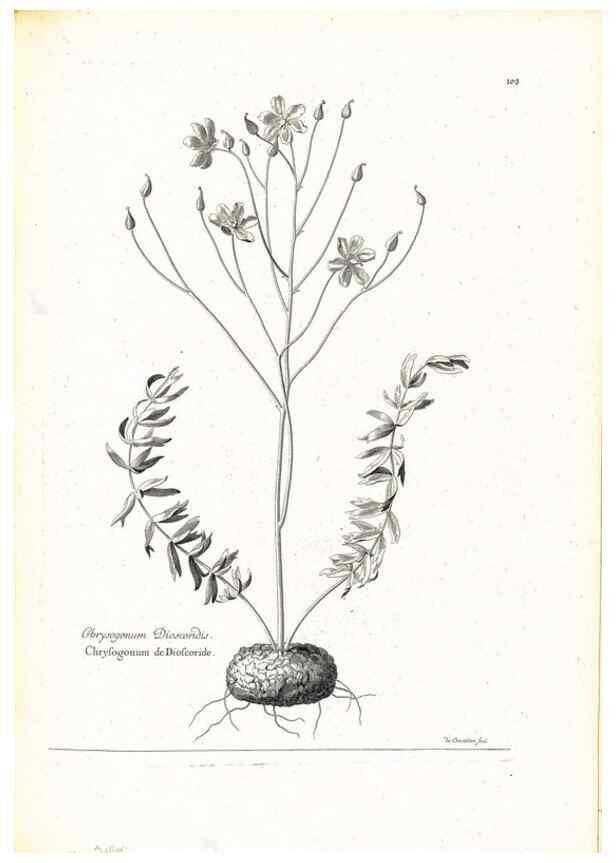 Reproducción/Reproduction 48583671911: [Recueil des plantes dessinées et gravées par ordre du roi Louis XIV].. Paris :Impr. royale,1786. 