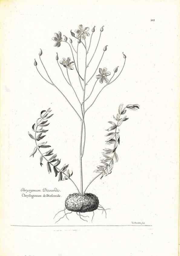 Reproducción/Reproduction 48583671911: [Recueil des plantes dessinées et gravées par ordre du roi Louis XIV].. Paris :Impr. royale,1786. 