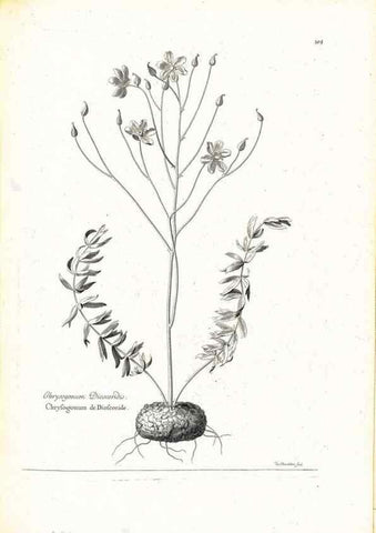 Reproducción/Reproduction 48583671911: [Recueil des plantes dessinées et gravées par ordre du roi Louis XIV].. Paris :Impr. royale,1786. 
