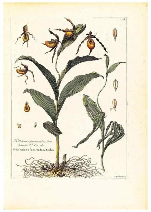 Reproducción/Reproduction 48584074766: [Recueil des plantes dessinées et gravées par ordre du roi Louis XIV].. Paris :Impr. royale,1786. 