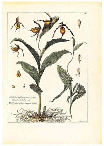 Reproducción/Reproduction 48584074766: [Recueil des plantes dessinées et gravées par ordre du roi Louis XIV].. Paris :Impr. royale,1786. 