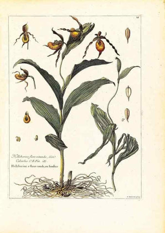 Reproducción/Reproduction 48584074766: [Recueil des plantes dessinées et gravées par ordre du roi Louis XIV].. Paris :Impr. royale,1786. 