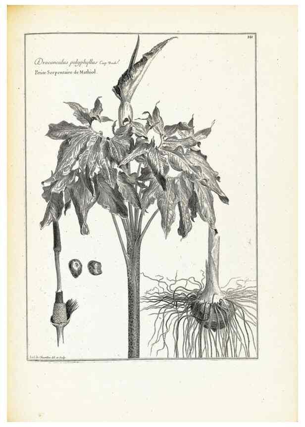Reproducción/Reproduction 48583689786: [Recueil des plantes dessinées et gravées par ordre du roi Louis XIV].. Paris :Impr. royale,1786. 