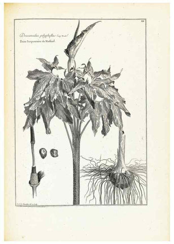 Reproducción/Reproduction 48583689786: [Recueil des plantes dessinées et gravées par ordre du roi Louis XIV].. Paris :Impr. royale,1786. 