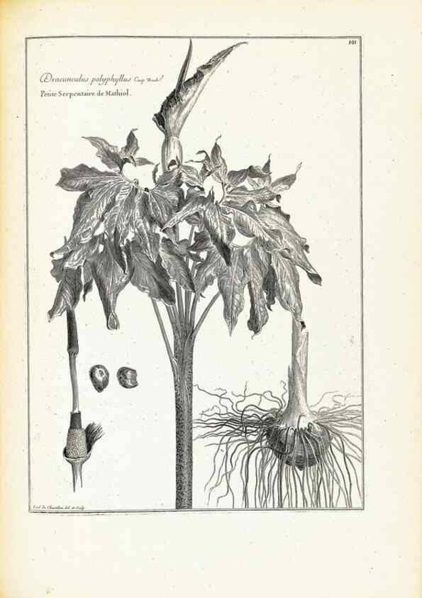 Reproducción/Reproduction 48583689786: [Recueil des plantes dessinées et gravées par ordre du roi Louis XIV].. Paris :Impr. royale,1786. 