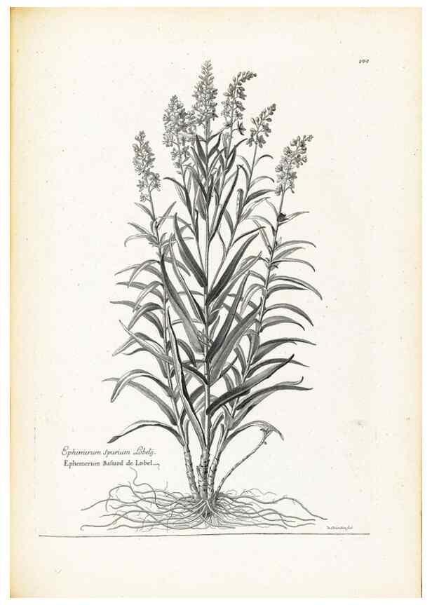 Reproducción/Reproduction 48583843042: [Recueil des plantes dessinées et gravées par ordre du roi Louis XIV].. Paris :Impr. royale,1786. 