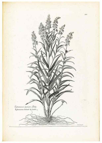 Reproducción/Reproduction 48583843042: [Recueil des plantes dessinées et gravées par ordre du roi Louis XIV].. Paris :Impr. royale,1786. 