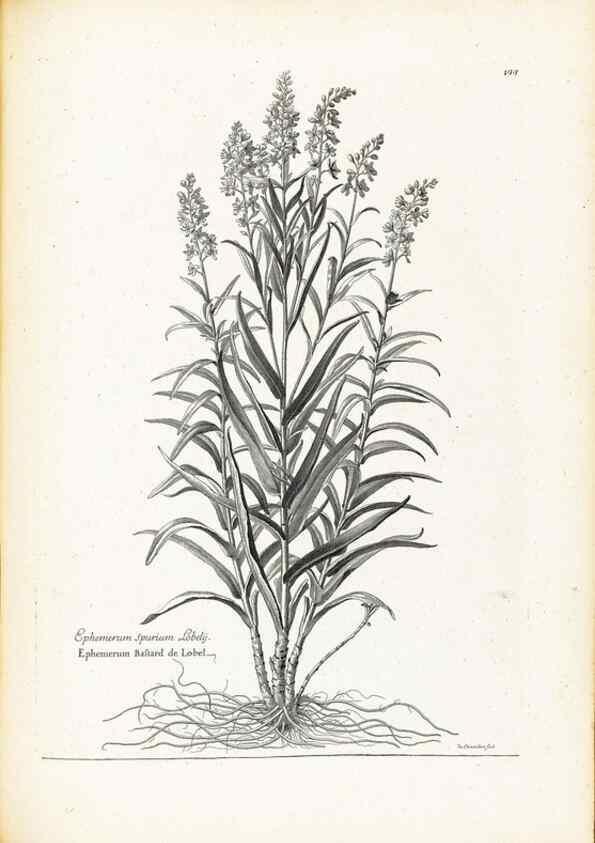 Reproducción/Reproduction 48583843042: [Recueil des plantes dessinées et gravées par ordre du roi Louis XIV].. Paris :Impr. royale,1786. 
