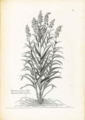 Reproducción/Reproduction 48583843042: [Recueil des plantes dessinées et gravées par ordre du roi Louis XIV].. Paris :Impr. royale,1786. 