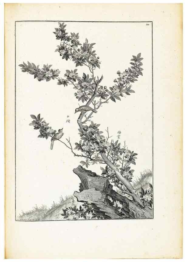 Reproducción/Reproduction 48583851952: [Recueil des plantes dessinées et gravées par ordre du roi Louis XIV].. Paris :Impr. royale,1786. 