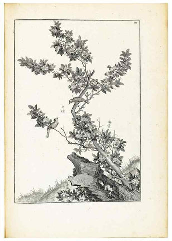 Reproducción/Reproduction 48583851952: [Recueil des plantes dessinées et gravées par ordre du roi Louis XIV].. Paris :Impr. royale,1786. 