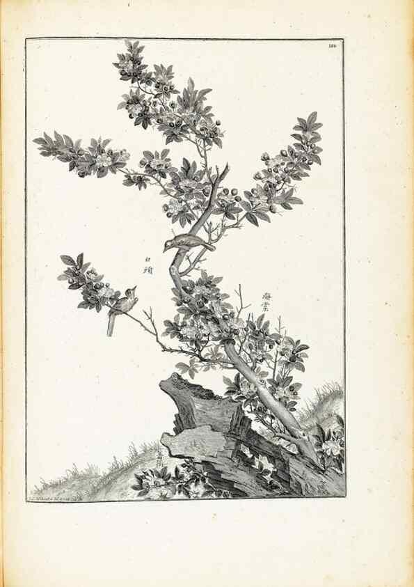 Reproducción/Reproduction 48583851952: [Recueil des plantes dessinées et gravées par ordre du roi Louis XIV].. Paris :Impr. royale,1786. 