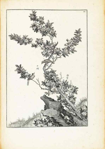 Reproducción/Reproduction 48583851952: [Recueil des plantes dessinées et gravées par ordre du roi Louis XIV].. Paris :Impr. royale,1786. 