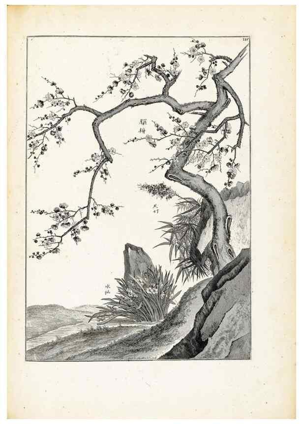 Reproducción/Reproduction 48583700191: [Recueil des plantes dessinées et gravées par ordre du roi Louis XIV].. Paris :Impr. royale,1786. 