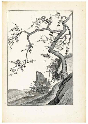 Reproducción/Reproduction 48583700191: [Recueil des plantes dessinées et gravées par ordre du roi Louis XIV].. Paris :Impr. royale,1786. 