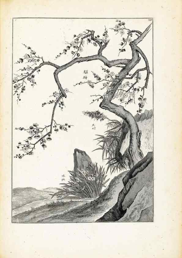 Reproducción/Reproduction 48583700191: [Recueil des plantes dessinées et gravées par ordre du roi Louis XIV].. Paris :Impr. royale,1786. 