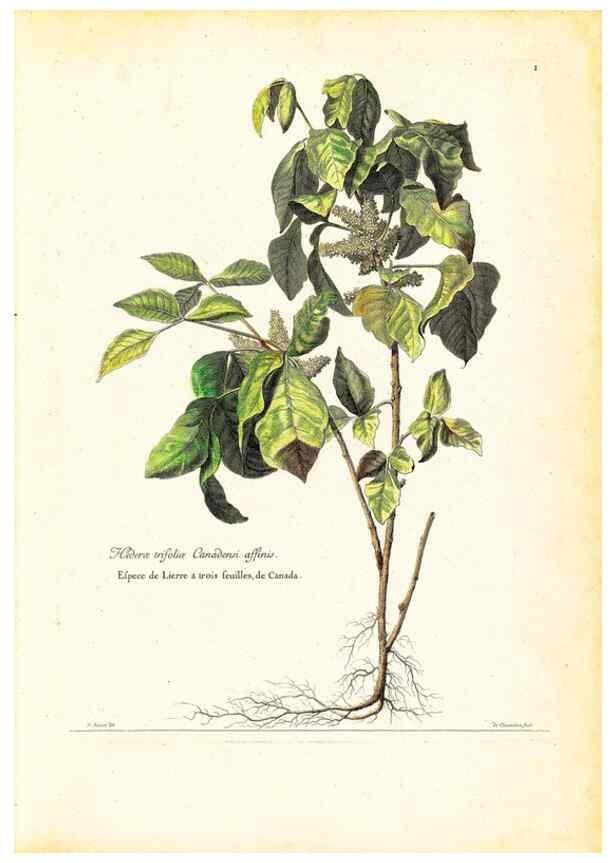 Reproducción/Reproduction 48584066856: [Recueil des plantes dessinées et gravées par ordre du roi Louis XIV].. Paris :Impr. royale,1786. 