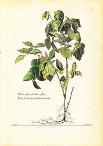 Reproducción/Reproduction 48584066856: [Recueil des plantes dessinées et gravées par ordre du roi Louis XIV].. Paris :Impr. royale,1786. 