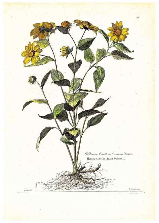 Reproducción/Reproduction 48584215497: [Recueil des plantes dessinées et gravées par ordre du roi Louis XIV].. Paris :Impr. royale,1786. 