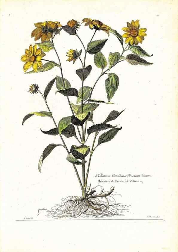 Reproducción/Reproduction 48584215497: [Recueil des plantes dessinées et gravées par ordre du roi Louis XIV].. Paris :Impr. royale,1786. 