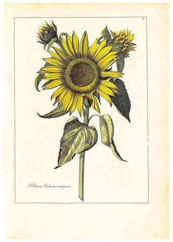 Reproducción/Reproduction 48584216012: [Recueil des plantes dessinées et gravées par ordre du roi Louis XIV].. Paris :Impr. royale,1786. 