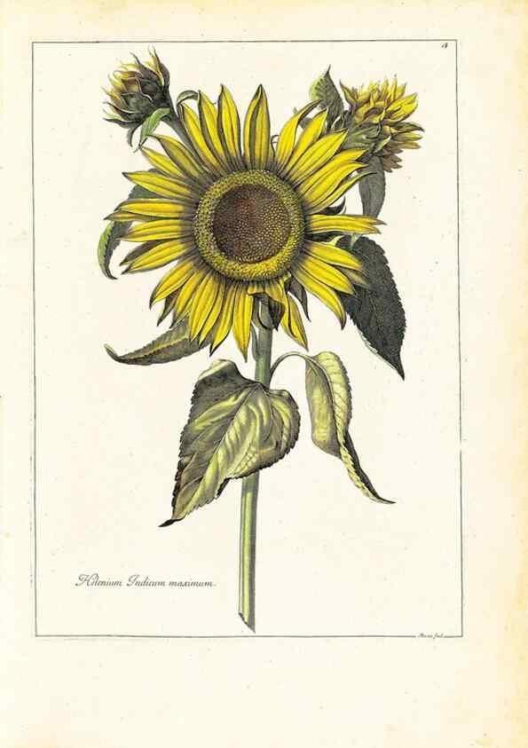 Reproducción/Reproduction 48584216012: [Recueil des plantes dessinées et gravées par ordre du roi Louis XIV].. Paris :Impr. royale,1786. 
