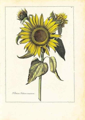 Reproducción/Reproduction 48584216012: [Recueil des plantes dessinées et gravées par ordre du roi Louis XIV].. Paris :Impr. royale,1786. 