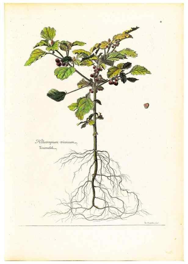 Reproducción/Reproduction 48584216637: [Recueil des plantes dessinées et gravées par ordre du roi Louis XIV].. Paris :Impr. royale,1786. 