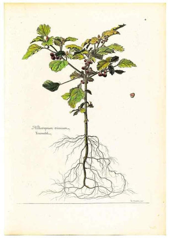 Reproducción/Reproduction 48584216637: [Recueil des plantes dessinées et gravées par ordre du roi Louis XIV].. Paris :Impr. royale,1786. 