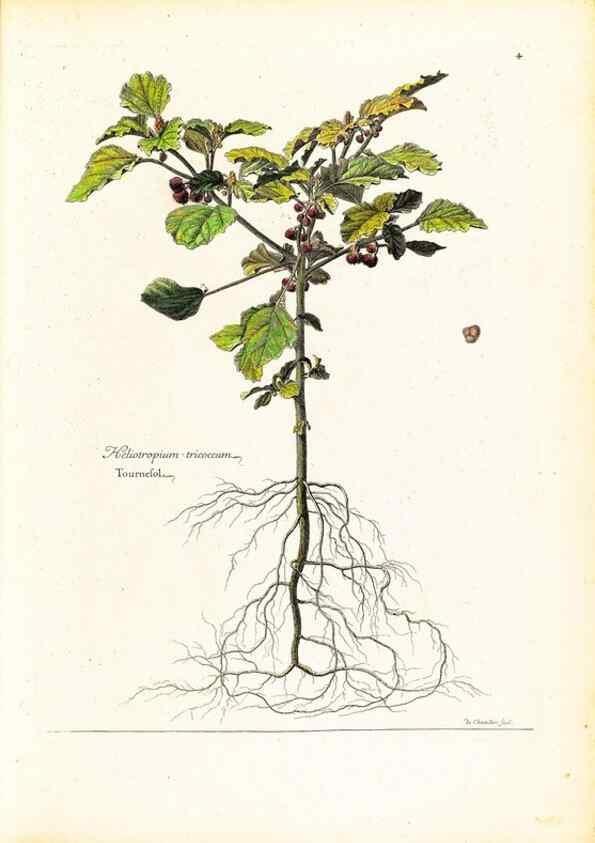 Reproducción/Reproduction 48584216637: [Recueil des plantes dessinées et gravées par ordre du roi Louis XIV].. Paris :Impr. royale,1786. 