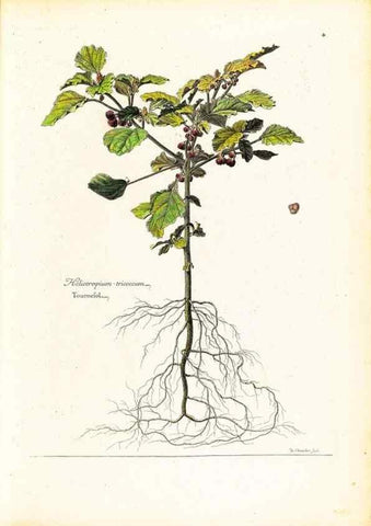 Reproducción/Reproduction 48584216637: [Recueil des plantes dessinées et gravées par ordre du roi Louis XIV].. Paris :Impr. royale,1786. 