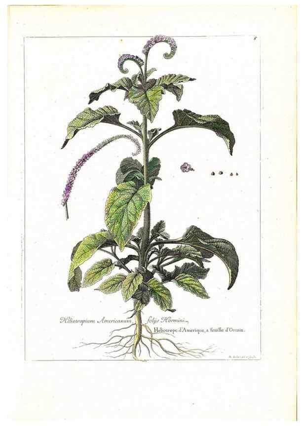 Reproducción/Reproduction 48584069286: [Recueil des plantes dessinées et gravées par ordre du roi Louis XIV].. Paris :Impr. royale,1786. 