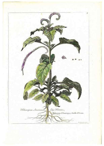 Reproducción/Reproduction 48584069286: [Recueil des plantes dessinées et gravées par ordre du roi Louis XIV].. Paris :Impr. royale,1786. 