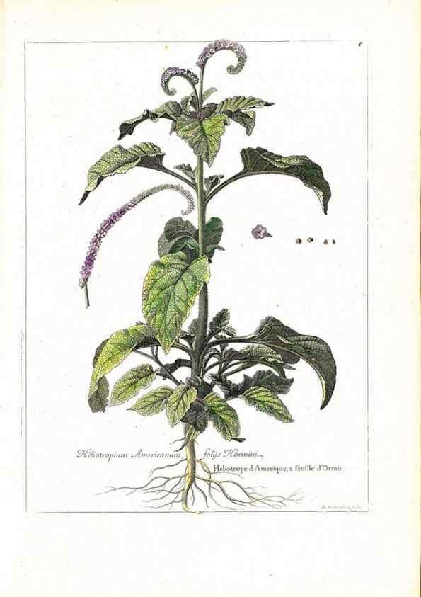 Reproducción/Reproduction 48584069286: [Recueil des plantes dessinées et gravées par ordre du roi Louis XIV].. Paris :Impr. royale,1786. 