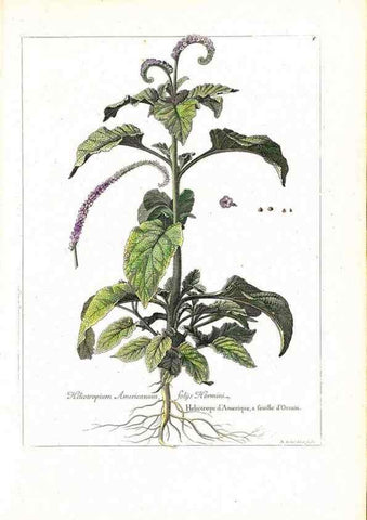 Reproducción/Reproduction 48584069286: [Recueil des plantes dessinées et gravées par ordre du roi Louis XIV].. Paris :Impr. royale,1786. 