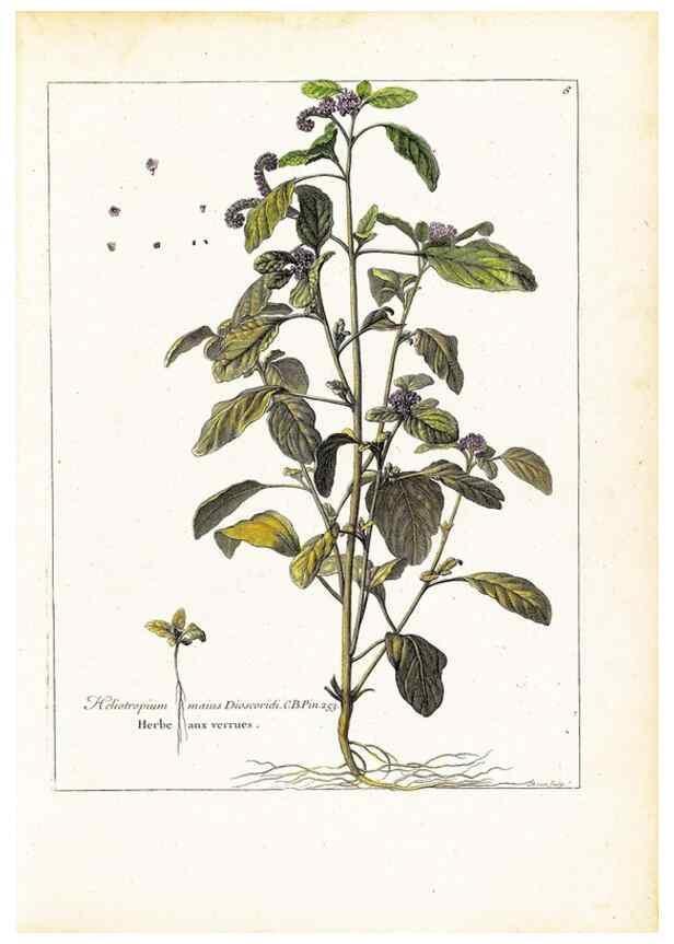 Reproducción/Reproduction 48584069746: [Recueil des plantes dessinées et gravées par ordre du roi Louis XIV].. Paris :Impr. royale,1786. 