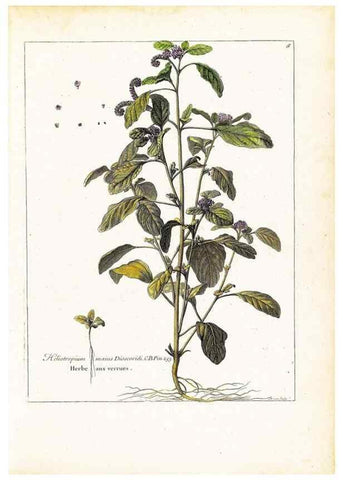 Reproducción/Reproduction 48584069746: [Recueil des plantes dessinées et gravées par ordre du roi Louis XIV].. Paris :Impr. royale,1786. 