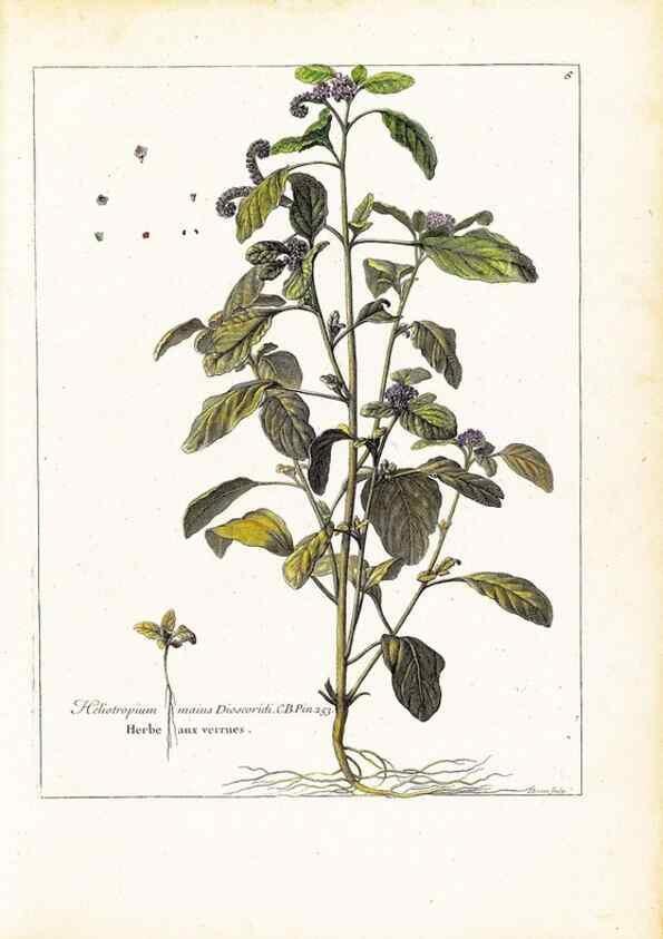 Reproducción/Reproduction 48584069746: [Recueil des plantes dessinées et gravées par ordre du roi Louis XIV].. Paris :Impr. royale,1786. 